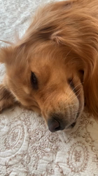 日名敏子ブリーダーからお迎えしたゴールデンレトリバー：バロンくん