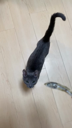 池田研司ブリーダーからお迎えしたロシアンブルー：バロンくん