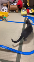 池田研司ブリーダーからお迎えしたロシアンブルー：バロンくん