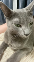 池田研司ブリーダーからお迎えしたロシアンブルー：バロンくん