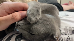 池田研司ブリーダーからお迎えしたロシアンブルー：バロンくん