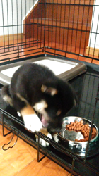 馬越寿之ブリーダーからお迎えした柴犬：大和くん