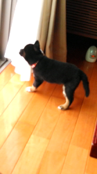 馬越寿之ブリーダーからお迎えした柴犬：大和くん