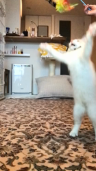 岡田るり子ブリーダーからお迎えしたラグドール：bibiくん