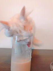 堂脇智美ブリーダーからお迎えしたスコティッシュフォールド：モカくん