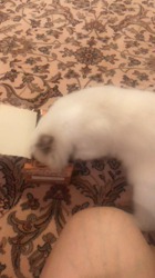 岡田るり子ブリーダーからお迎えしたラグドール：bibiくん