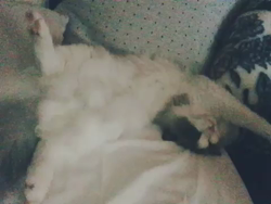 岡田るり子ブリーダーからお迎えしたラグドール：bibiくん