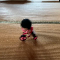 石原いち子ブリーダーからお迎えしたトイプードル：フォルテくん