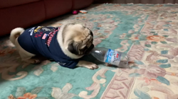 大河原亜矢子ブリーダーからお迎えしたパグ：ノンちゃん