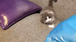 原山直子ブリーダーからお迎えしたスコティッシュフォールド：メルちゃん