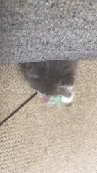 原山直子ブリーダーからお迎えしたスコティッシュフォールド：メルちゃん