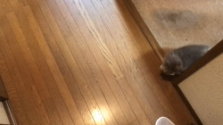 原山直子ブリーダーからお迎えしたスコティッシュフォールド：メルちゃん