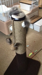 原山直子ブリーダーからお迎えしたスコティッシュフォールド：メルちゃん