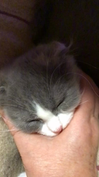 原山直子ブリーダーからお迎えしたスコティッシュフォールド：メルちゃん