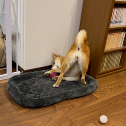 古市健治ブリーダーからお迎えした柴犬：ナツちゃん