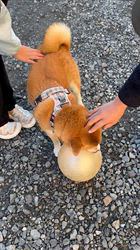 古市健治ブリーダーからお迎えした柴犬：ナツちゃん