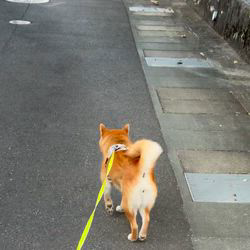 古市健治ブリーダーからお迎えした柴犬：ナツちゃん