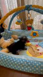 阿久澤京子ブリーダーからお迎えしたヨークシャーテリア：ルーク(Luke)くん