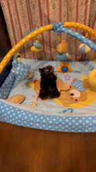 阿久澤京子ブリーダーからお迎えしたヨークシャーテリア：ルーク(Luke)くん