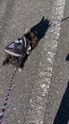 阿久澤京子ブリーダーからお迎えしたヨークシャーテリア：ルーク(Luke)くん