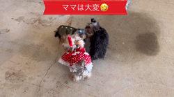 阿久澤京子ブリーダーからお迎えしたヨークシャーテリア：ルーク(Luke)くん