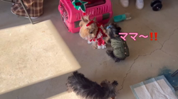 阿久澤京子ブリーダーからお迎えしたヨークシャーテリア：ルーク(Luke)くん