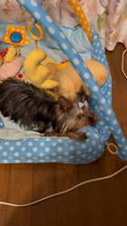 阿久澤京子ブリーダーからお迎えしたヨークシャーテリア：ルーク(Luke)くん