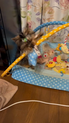 阿久澤京子ブリーダーからお迎えしたヨークシャーテリア：ルーク(Luke)くん