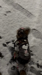 阿久澤京子ブリーダーからお迎えしたヨークシャーテリア：ルーク(Luke)くん