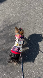 阿久澤京子ブリーダーからお迎えしたヨークシャーテリア：ルーク(Luke)くん