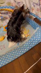 阿久澤京子ブリーダーからお迎えしたヨークシャーテリア：ルーク(Luke)くん