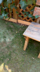 阿久澤京子ブリーダーからお迎えしたヨークシャーテリア：ルーク(Luke)くん