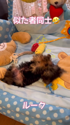 阿久澤京子ブリーダーからお迎えしたヨークシャーテリア：ルーク(Luke)くん