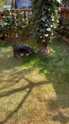 阿久澤京子ブリーダーからお迎えしたヨークシャーテリア：ルーク(Luke)くん