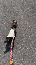 阿久澤京子ブリーダーからお迎えしたヨークシャーテリア：ルーク(Luke)くん