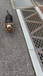 阿久澤京子ブリーダーからお迎えしたヨークシャーテリア：ルーク(Luke)くん