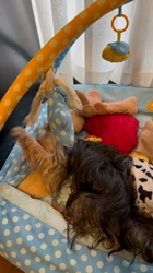 阿久澤京子ブリーダーからお迎えしたヨークシャーテリア：ルーク(Luke)くん