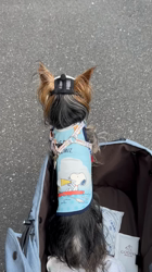 阿久澤京子ブリーダーからお迎えしたヨークシャーテリア：ルーク(Luke)くん