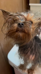 阿久澤京子ブリーダーからお迎えしたヨークシャーテリア：ルーク(Luke)くん