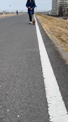 阿久澤京子ブリーダーからお迎えしたヨークシャーテリア：ルーク(Luke)くん