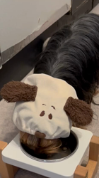 阿久澤京子ブリーダーからお迎えしたヨークシャーテリア：ルーク(Luke)くん