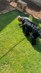 阿久澤京子ブリーダーからお迎えしたヨークシャーテリア：ルーク(Luke)くん