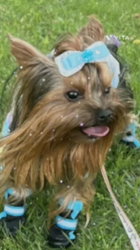 阿久澤京子ブリーダーからお迎えしたヨークシャーテリア：ルーク(Luke)くん