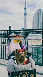 阿久澤京子ブリーダーからお迎えしたヨークシャーテリア：ルーク(Luke)くん