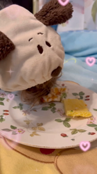 阿久澤京子ブリーダーからお迎えしたヨークシャーテリア：ルーク(Luke)くん