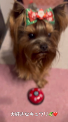 阿久澤京子ブリーダーからお迎えしたヨークシャーテリア：ルーク(Luke)くん