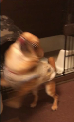 楠本美子ブリーダーからお迎えしたチワワ(スムース)：ブランくん