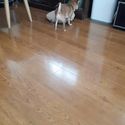 楠本美子ブリーダーからお迎えしたチワワ(スムース)：ブランくん