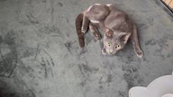 亀田麗花ブリーダーからお迎えしたロシアンブルー：ぶいじくん