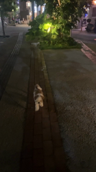 上地広晃ブリーダーからお迎えしたシーズー：ぶんたくん